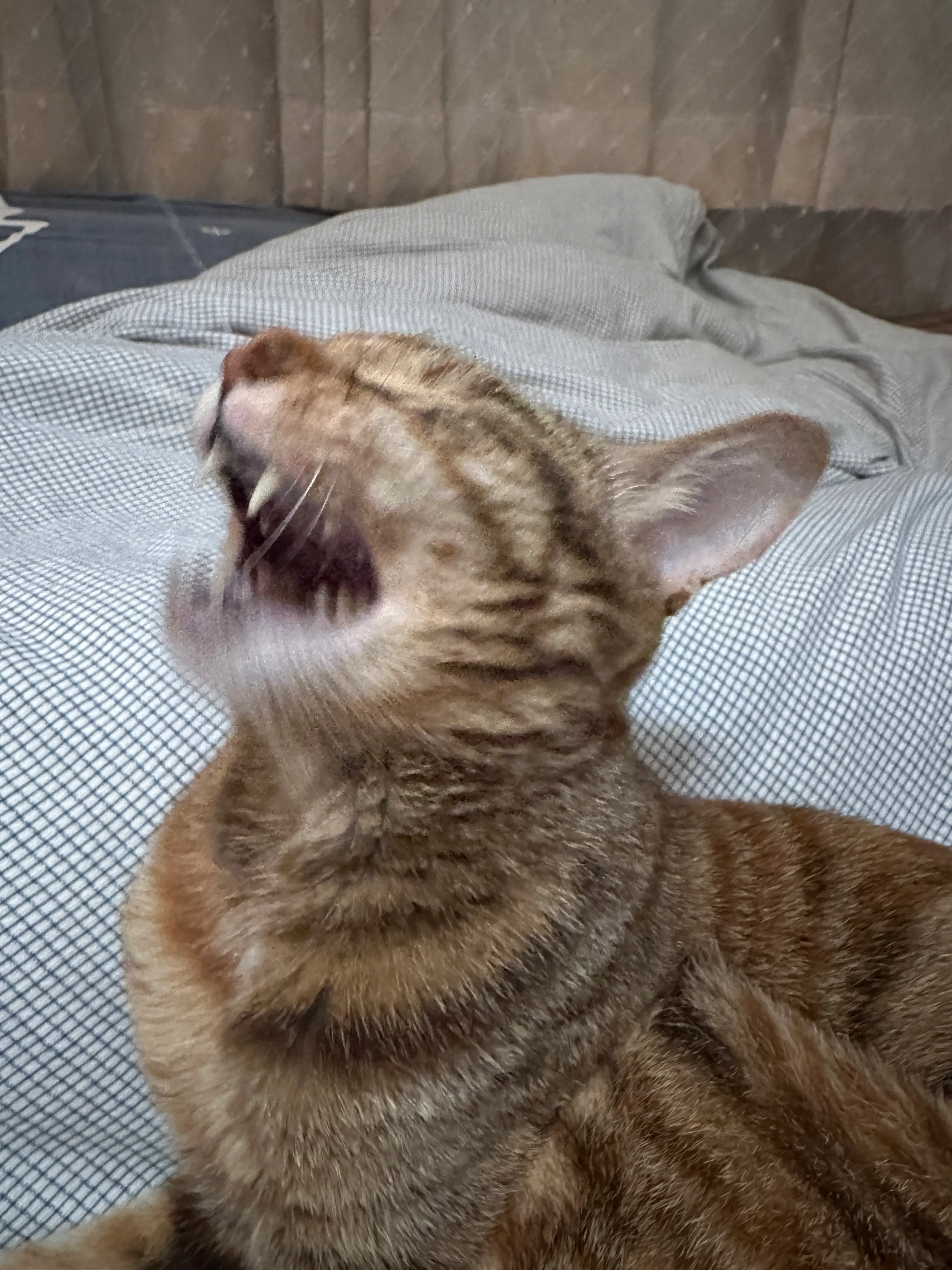 照片